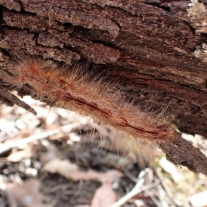 Lasiocampidae (family) immature at Aranda, ACT - 28 Feb 2023 10:51 AM