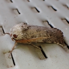 Cryptophasa irrorata (Moth (timber)) at Cook, ACT - 28 Feb 2023 by CathB