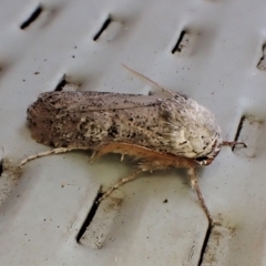 Cryptophasa irrorata at Cook, ACT - 28 Feb 2023