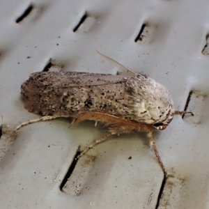 Cryptophasa irrorata at Cook, ACT - 28 Feb 2023