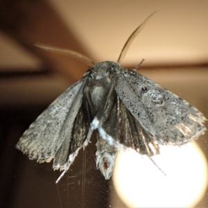 Cryptophasa irrorata at Cook, ACT - 28 Feb 2023