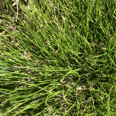 Schoenus apogon (Common Bog Sedge) at Black Flat at Corrowong - 1 Mar 2023 by BlackFlat