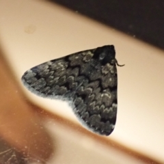Mormoscopa phricozona (A Herminiid Moth) at Cook, ACT - 28 Feb 2023 by CathB