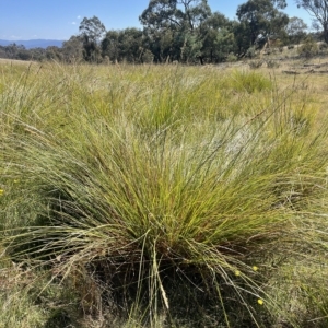 Carex appressa at Corrowong, NSW - 2 Mar 2023