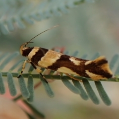 Macrobathra desmotoma ( A Cosmet moth) at Molonglo Valley, ACT - 27 Feb 2023 by CathB