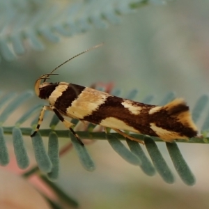 Macrobathra desmotoma at Molonglo Valley, ACT - 28 Feb 2023 10:13 AM