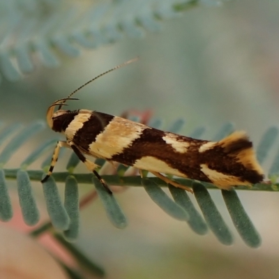 Macrobathra desmotoma ( A Cosmet moth) at Molonglo Valley, ACT - 28 Feb 2023 by CathB