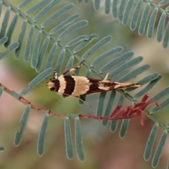 Macrobathra desmotoma at Molonglo Valley, ACT - 28 Feb 2023 10:13 AM