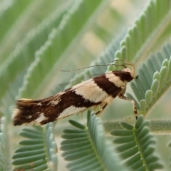 Macrobathra desmotoma at Molonglo Valley, ACT - 28 Feb 2023 10:13 AM