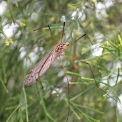Tipulidae or Limoniidae (family) (Unidentified Crane Fly) at GG292 - 27 Feb 2023 by CathB