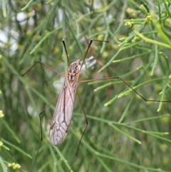 Tipulidae or Limoniidae (family) at Molonglo Valley, ACT - 28 Feb 2023 09:54 AM