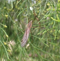 Tipulidae or Limoniidae (family) at Molonglo Valley, ACT - 28 Feb 2023