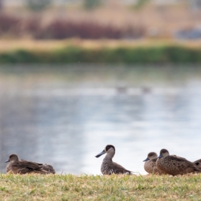 Malacorhynchus membranaceus (Pink-eared Duck) at Fyshwick, ACT - 28 Feb 2023 by Reeni Roo