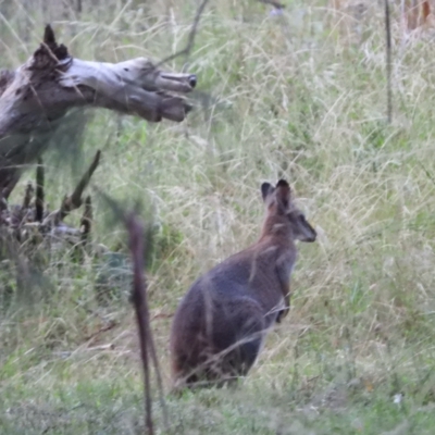Notamacropus rufogriseus (Red-necked Wallaby) at Wollondilly Local Government Area - 1 Mar 2023 by bufferzone