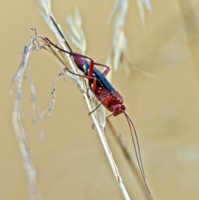 Lissopimpla excelsa (Orchid dupe wasp, Dusky-winged Ichneumonid) at Stromlo, ACT - 1 Mar 2023 by Kenp12