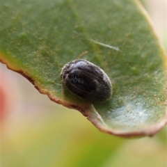 Coccinellidae (family) (Unidentified lady beetle) at Mount Painter - 28 Feb 2023 by CathB