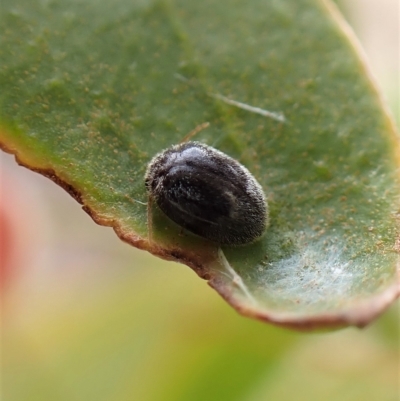 Coccinellidae (family) (Unidentified lady beetle) at Mount Painter - 28 Feb 2023 by CathB