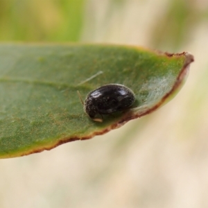 Coccinellidae (family) at Cook, ACT - 1 Mar 2023