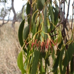 Amyema miquelii (Box Mistletoe) at Mount Painter - 28 Feb 2023 by CathB