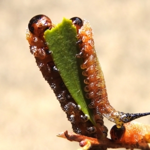 Pterygophorus cinctus at Wanniassa, ACT - 2 Mar 2023