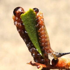 Pterygophorus cinctus (Bottlebrush sawfly) at Wanniassa, ACT - 2 Mar 2023 by JohnBundock