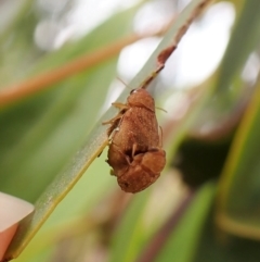 Cadmus sp. (genus) (Unidentified Cadmus leaf beetle) at Mount Painter - 28 Feb 2023 by CathB