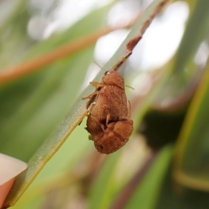 Cadmus sp. (genus) at Cook, ACT - 1 Mar 2023