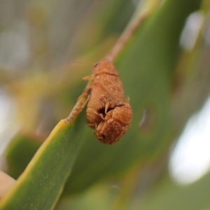 Cadmus sp. (genus) at Cook, ACT - 1 Mar 2023