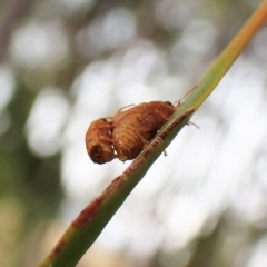 Cadmus sp. (genus) at Cook, ACT - 1 Mar 2023