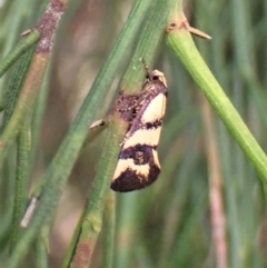 Olbonoma triptycha (Chezela Group) at Cook, ACT - 28 Feb 2023 by CathB