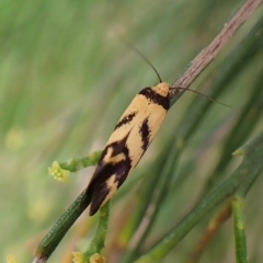 Olbonoma triptycha at Cook, ACT - 1 Mar 2023