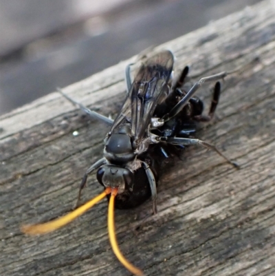 Fabriogenia sp. (genus) (Spider wasp) at Cook, ACT - 18 Feb 2023 by CathB