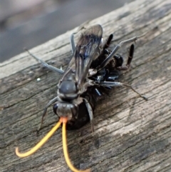 Fabriogenia sp. (genus) at Cook, ACT - suppressed