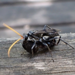 Fabriogenia sp. (genus) at Cook, ACT - suppressed