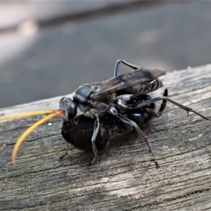 Fabriogenia sp. (genus) at Cook, ACT - suppressed