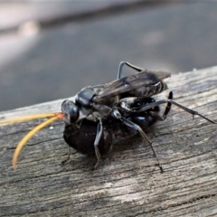 Fabriogenia sp. (genus) at Cook, ACT - 18 Feb 2023