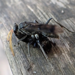 Fabriogenia sp. (genus) at Cook, ACT - suppressed