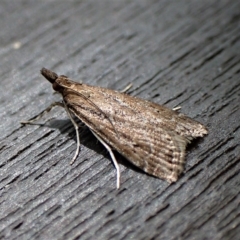 Achyra affinitalis (Cotton Web Spinner, Pyraustinae) at Cook, ACT - 28 Feb 2023 by CathB