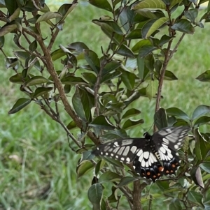 Papilio anactus at Murrumbateman, NSW - 2 Mar 2023