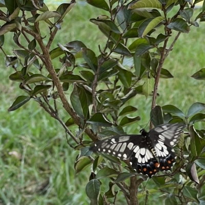 Papilio anactus (Dainty Swallowtail) at Murrumbateman, NSW - 2 Mar 2023 by SimoneC