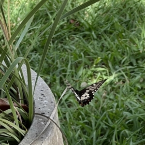 Papilio anactus at Murrumbateman, NSW - 2 Mar 2023 12:46 PM