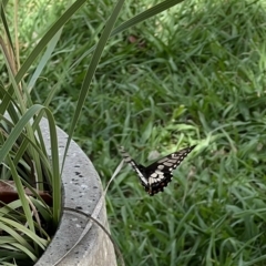 Papilio anactus at Murrumbateman, NSW - 2 Mar 2023