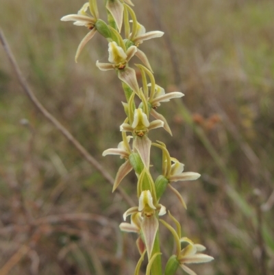 Prasophyllum petilum (Tarengo Leek Orchid) at Boorowa, NSW - 23 Oct 2022 by michaelb