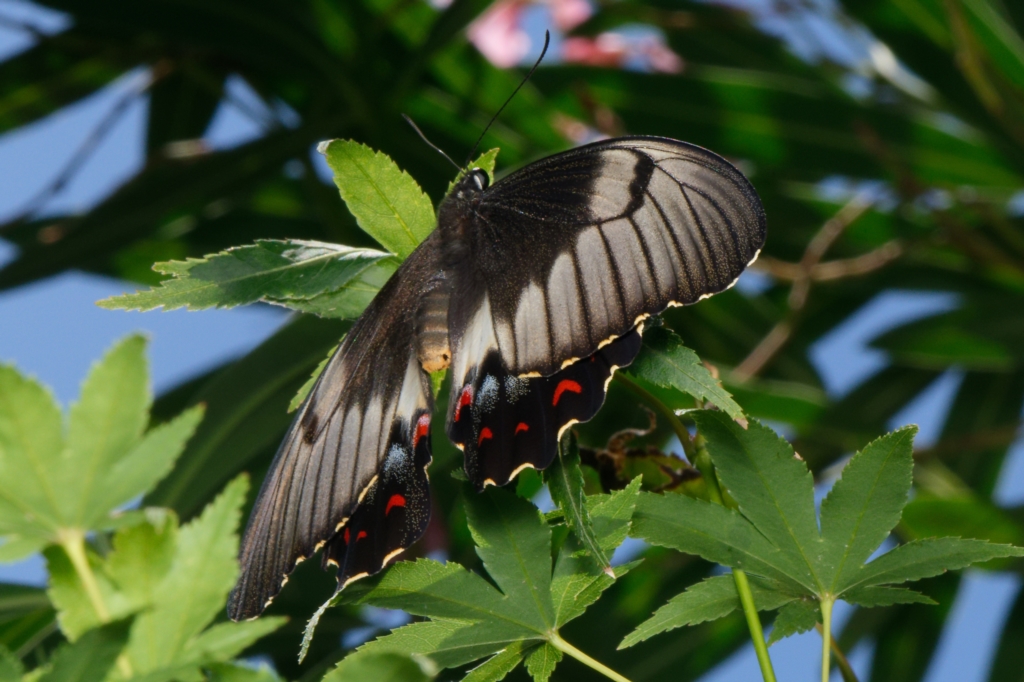 Papilio aegeus at Downer, ACT - 2 Mar 2023