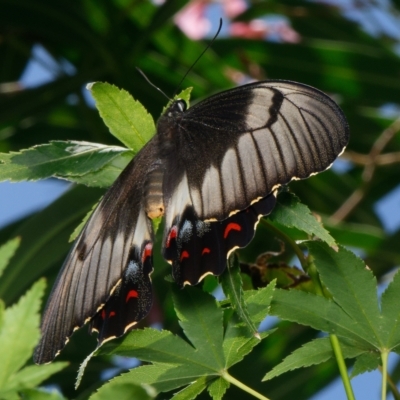 Papilio aegeus (Orchard Swallowtail, Large Citrus Butterfly) at Downer, ACT - 2 Mar 2023 by RobertD