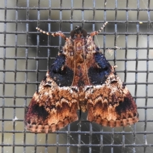 Orthaga thyrisalis at Wanniassa, ACT - 2 Mar 2023