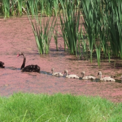 Cygnus atratus (Black Swan) at Fyshwick, ACT - 1 Mar 2023 by RodDeb