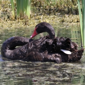 Cygnus atratus at Fyshwick, ACT - 1 Mar 2023 01:37 PM