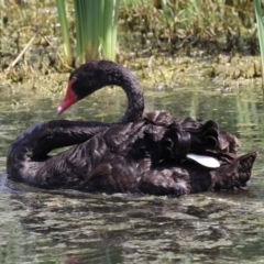 Cygnus atratus at Fyshwick, ACT - 1 Mar 2023 01:37 PM