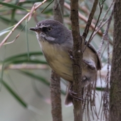 Sericornis frontalis (White-browed Scrubwren) at Fyshwick, ACT - 1 Mar 2023 by RodDeb